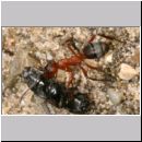 Formica -Serviformica- sanguinea - Blutrote Raubameise 34b 9mm - mit Kaefer.jpg